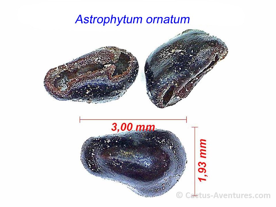 Astrophytum ornatum seeds